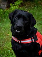 Dozer