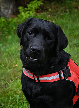 Dozer